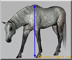Cheval hauteur main