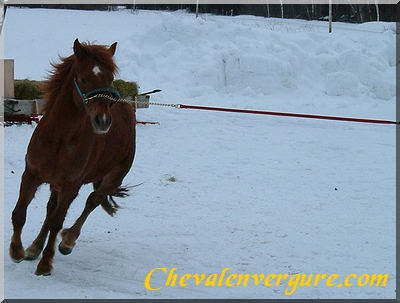 Faire longer un cheval
