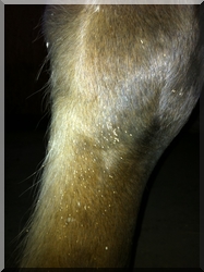 oeuf hypoderma bovis